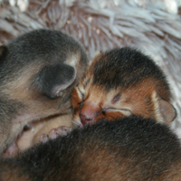 kitten